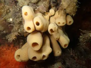 Glove Sponge