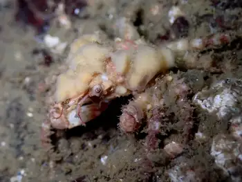 Moss Crab