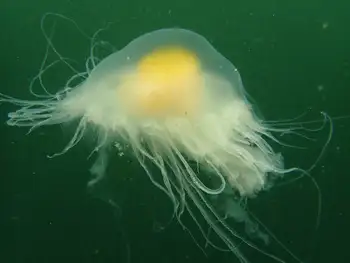 Egg Yolk Jelly