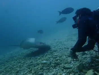 Sting Ray