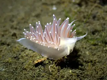 Red Flabellina Nudibranch