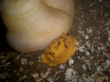 Monterey Sea Lemon