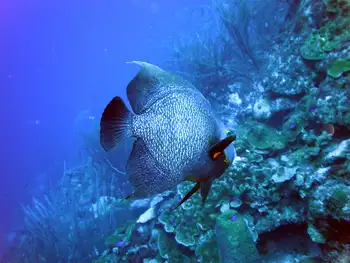 French Angelfish