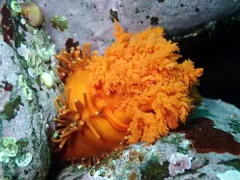 Red Sea Cucumber