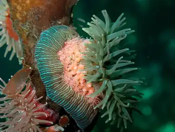 Proliferating Anemone