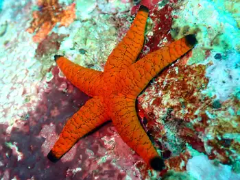 Indian Star