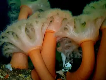 Metridium Anemones