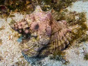 snail