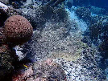 Coral