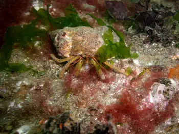 Grainyhand Hermit Crab