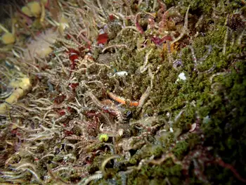 Brittle Stars