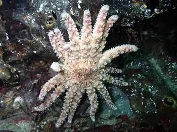 Sunflower Star