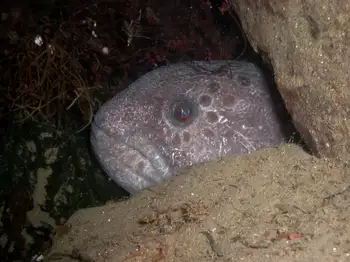 Wolf Eel