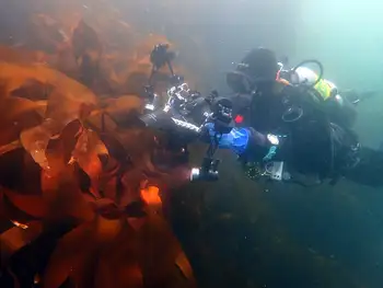 Diver