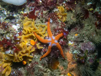 Armpit Blood Star