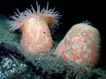 Painted Anemones