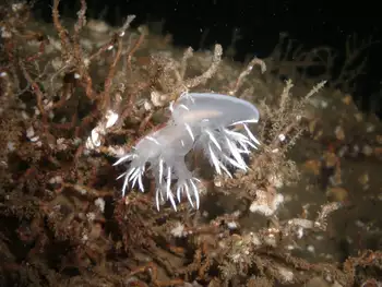 White Dendronotid