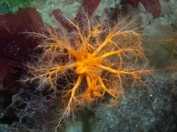 red sea cucumber