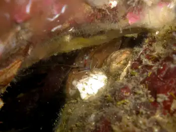 Porcelain Crab