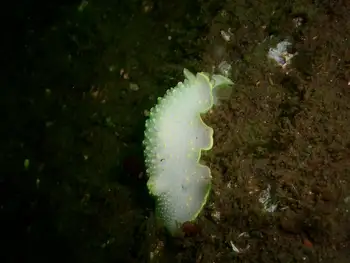 Yellow Rimmed Nudibranch