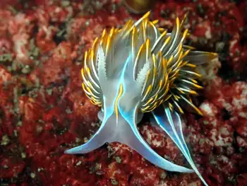Horned Nudibranch