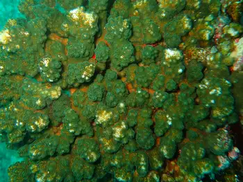Pocillopora Coral