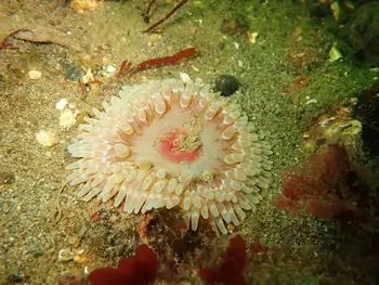 Stubby Rose Anemone