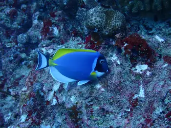 Fish
