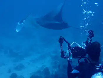 reef manta