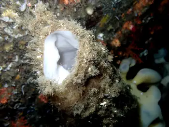 sharp lipped boot sponge