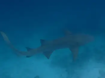 nurse shark
