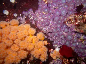 Short Plumose Anemones