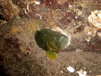 Longfin Gunnel