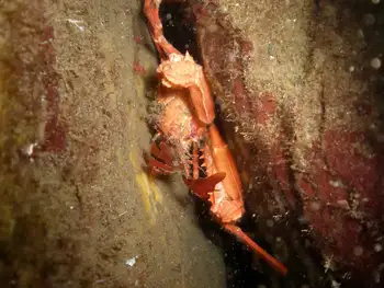 Longhorn Decorator Crab