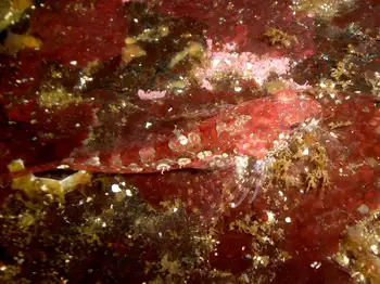 scalyhead sculpin