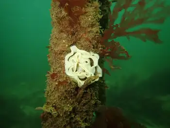 Eggs Nudibranch