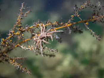 Northern Kelp Crab