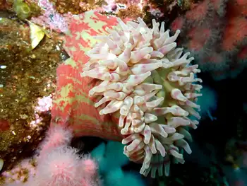 Painted Anemone