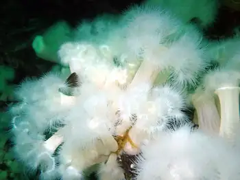 Metridium Anemones