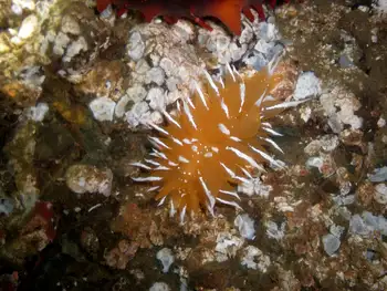 Golden Dirona Nudibranch