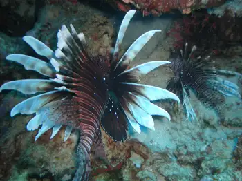 Lionfish