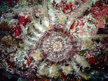 indian feather star