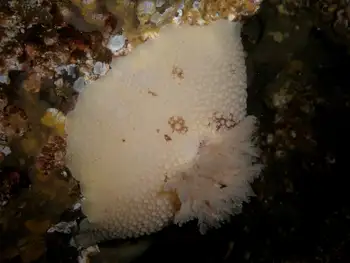 Freckled Pale Sea Lemon