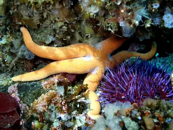 Armpit Blood Star