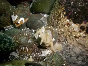 Hermit Crab