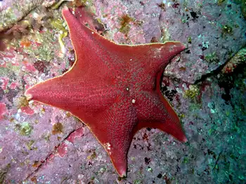 bat star