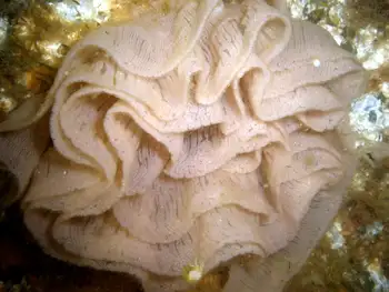 Eggs Nudibranch