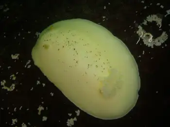 Noble Sea Lemon