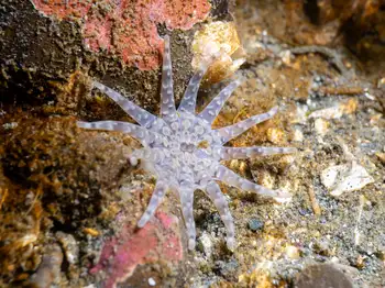 ten tentacled burrowing anemone