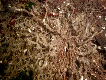 Prolific Three Section Tube Worms